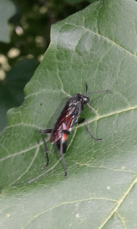 Tenthredinidae : forse Macrophya annulata?